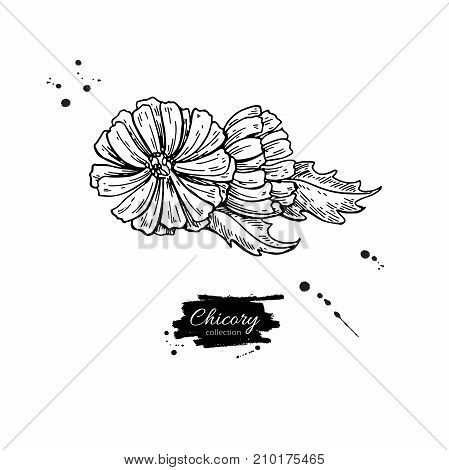 Chicory flower vector superfood drawing. Isolated hand drawn  illustration on white background. Organic healthy food. Great for banner, poster, label