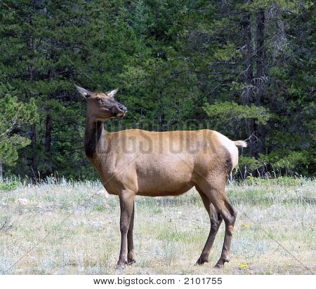 Wapiti