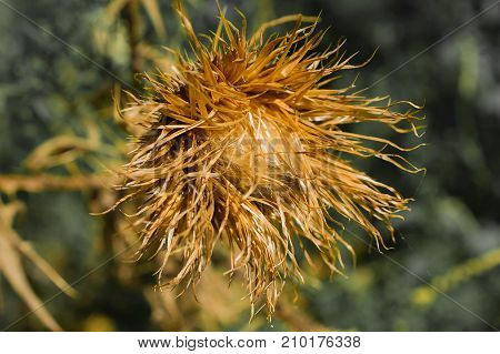 Burdock flower Medicinal plant: Arctium macro remedy sharp spike therapeutic
