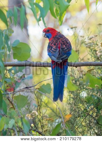Crimson Rosella