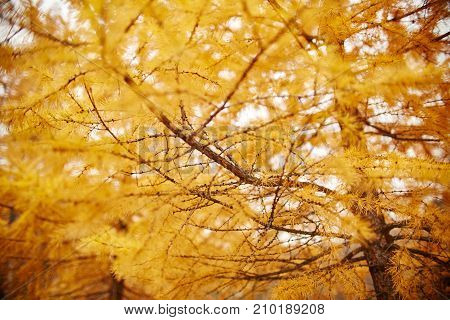 Golden Autumn With Yellow Trees In The Forest. Tree With Yellow Larch Needles, Autumn Came. Wonderfu