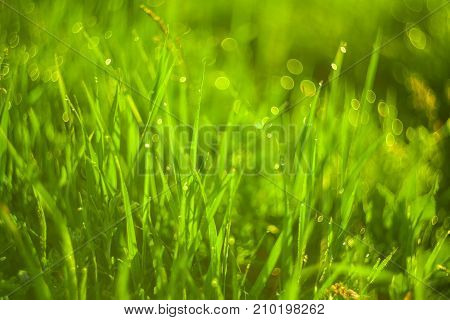 Vivid background of green grass and drops of morning dew