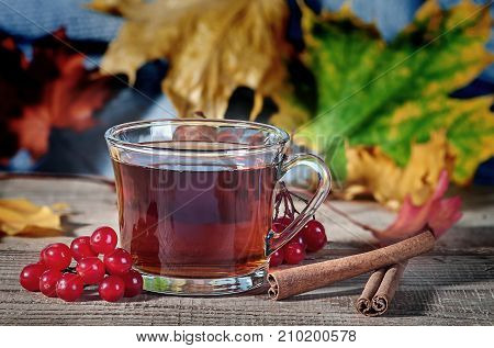Cup of black tea, wool scarf, viburnum berries and spices on a rustick wooden table. Black tea in a transparent cup and maple leaves.