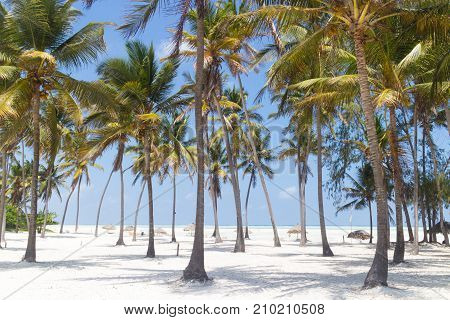 Perfect tropical white sandy beach with palm trees, Paje, Zanzibar, Tanzania