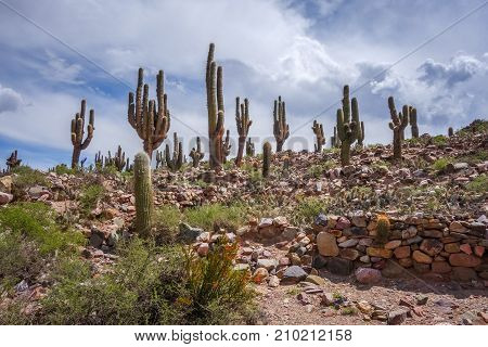 Pukara de Tilcara pre Columbian fortifications Argentina