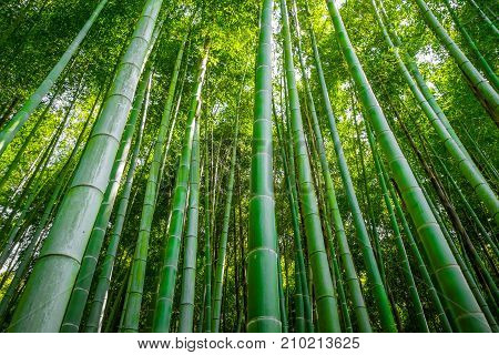 Arashiyama Bamboo Forest, Kyoto, Japan