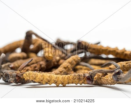 close up Ophiocordyceps sinensis (CHONG CAO DONG CHONG XIA CAO) or mushroom cordyceps this is a herbs. Medicinal properties in the treatment of diseases.