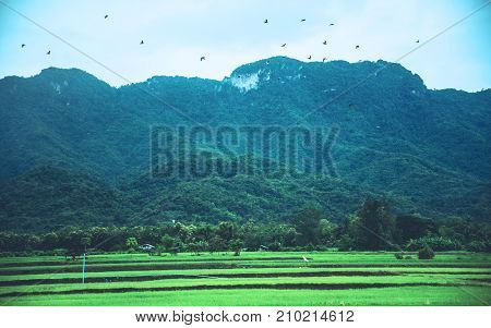 Rural landscape. Fields in season Natural mountains. There are birds in the sky.