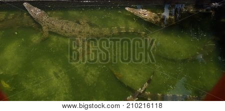 Crocodiles swimming in green water in Cambodia