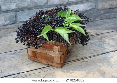 Ripe elderberry fruits in a wicker basket