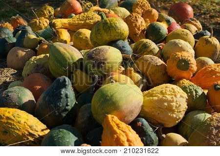 colorful small and big pumpkins on a straw bale