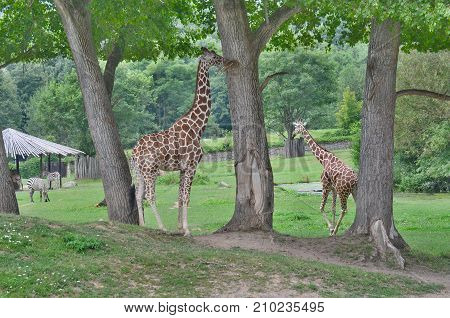 giraffe ZOO Dvur Kralove eastern Bohemia Czech Republic