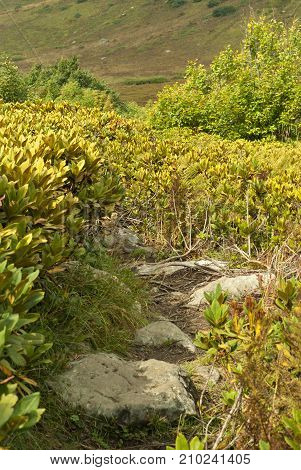 a rocky mountain path among creeping shrubs
