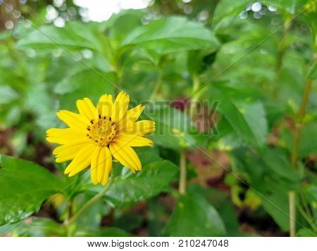 Zinnia Flowers Make A Massive Burst Of Color In Your Garden