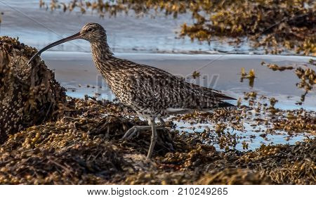 Curlew walking on shore line in Scotland