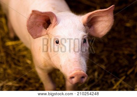 Animal portrait of young pig farm animal.