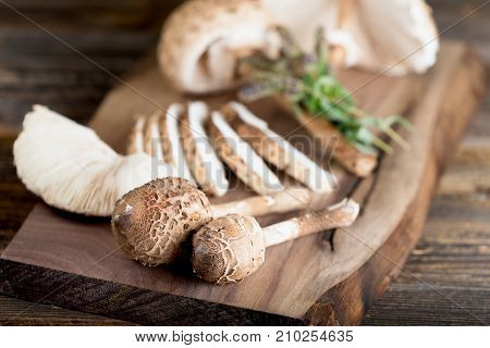 Macrolepiota Procera Is A Very Tasty Edible Mushroom