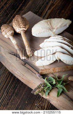 Macrolepiota Procera Is A Very Tasty Edible Mushroom