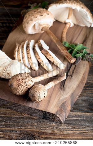 Macrolepiota Procera Is A Very Tasty Edible Mushroom