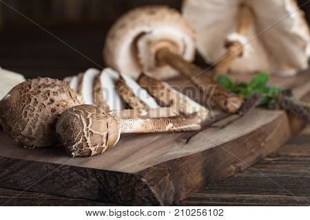 Macrolepiota Procera Is A Very Tasty Edible Mushroom