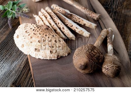 Macrolepiota Procera Is A Very Tasty Edible Mushroom