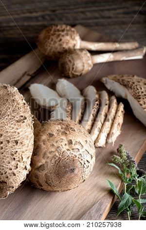 Macrolepiota Procera Is A Very Tasty Edible Mushroom