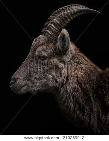 goat, 