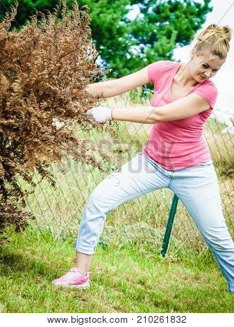 Woman gardener removing withered dried thuja tree from her backyard. Yard work around the house