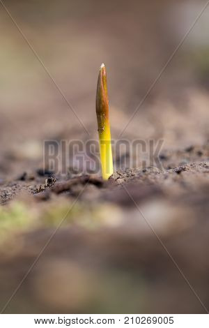 flower seedlings. macro . In the park in nature