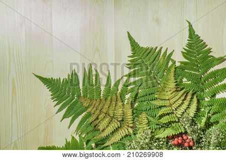 Green leaf fern on a wooden background