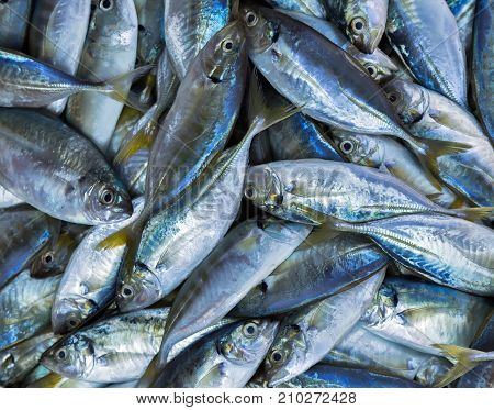 Fish Displayed At A Fish Market