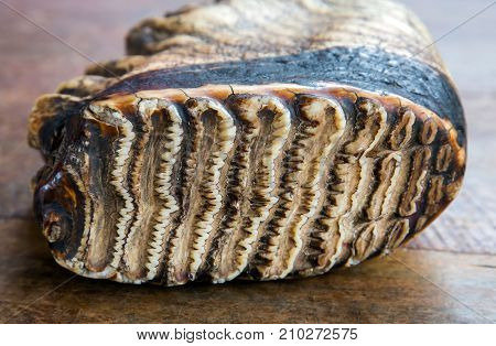 animal tooth elephant in wooden background royalty free photostock photos