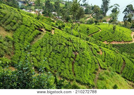 Green Tea Leaves Background Bushes