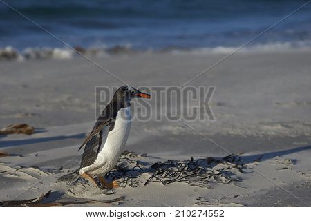 Gentoo Penguin (Pygoscelis papua) on a sandy beach on Sea Lion Island in the Falkland Islands.