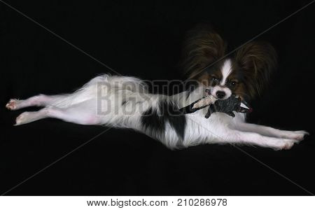 Beautiful young male dog Continental Toy Spaniel Papillon with plush toy on a black background