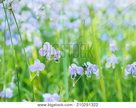 crested serpent sweet purple flowers and green leaves in the field.