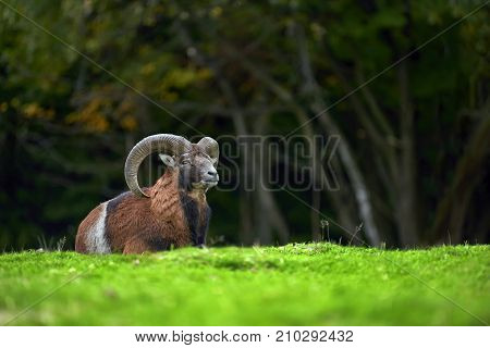 Big European Moufflon In The Meadow