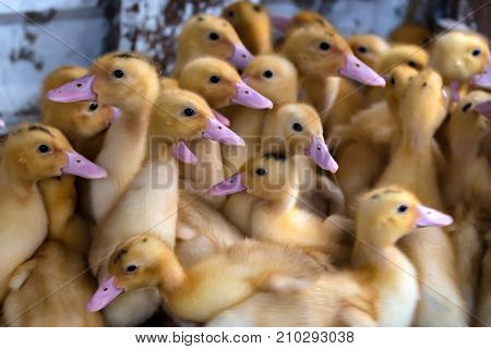 Close up flock of small pretty ducklings having rest on the ground