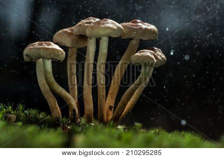 Mushrooms in the forest are illuminated by the sun's rays of light.