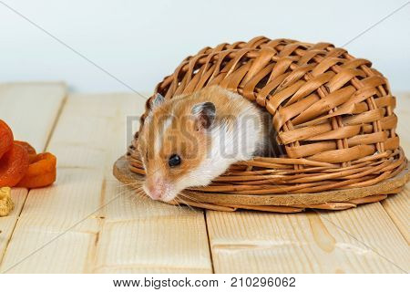 The hamster looks out of its wooden house.