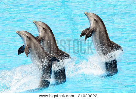Tre tursiopi (Tursiops Truncatus)