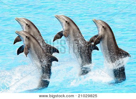 Un gruppo di tursiopi (turisops Truncatus)
