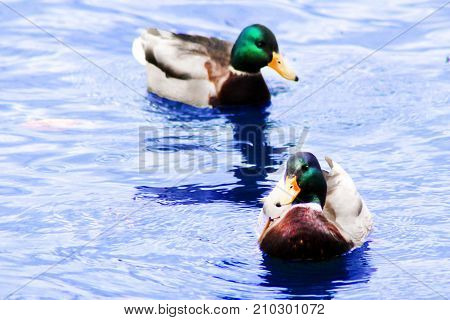 Two Beautiful Ducks Swim In The Pond