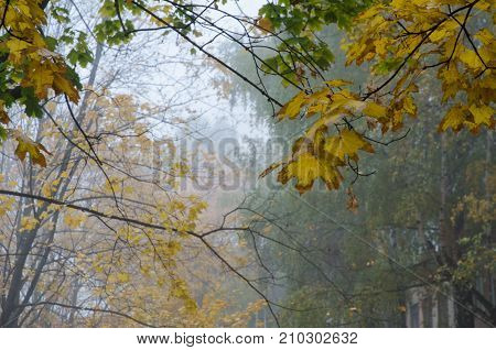 Yellow maple leaves on a branch of maple against the background of fog. Dull and beautiful autumn landscape.