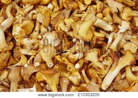 Fungi and mushroom background. Autumn nature environment. Botanical. Horizontal