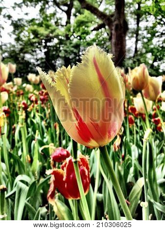 tulipano nel castello dei tulipani, tulipano bianco e rosa