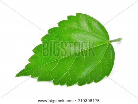 hisbius or chaba green leaf isolated on white background