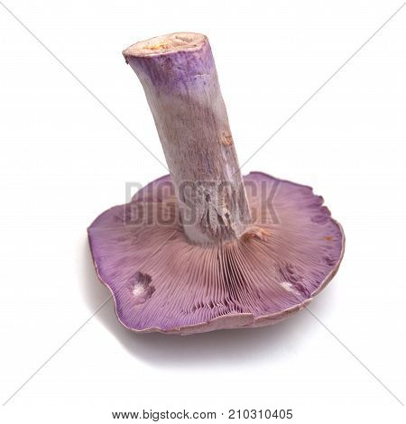 lepista nuda mushroom isolated on white background
