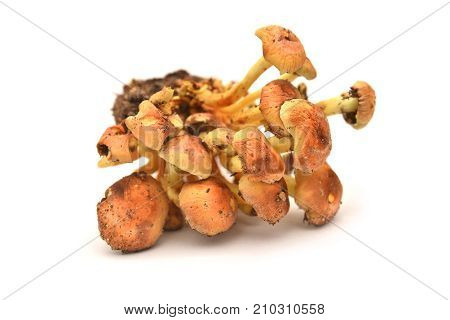 hypholoma fasciculare mushroom known as the sulphur tuft or clustered woodlover