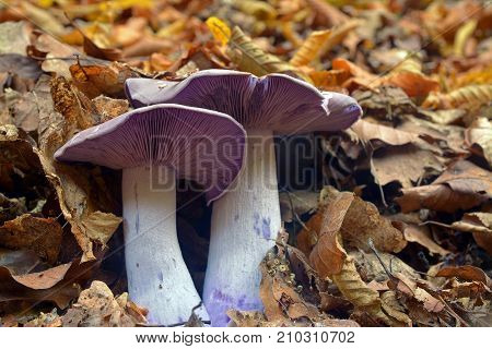 two lepista nuda mushrooms in the forest